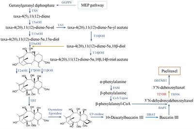 Regulatory microRNAs and phasiRNAs of paclitaxel biosynthesis in Taxus chinensis